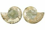 Cut & Polished Ammonite Fossil - Madagascar #369557-1